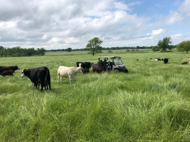 River Valley Ranch & Grass Fed Beef